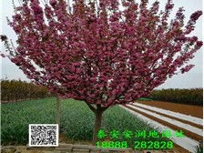 泰安市泰山區(qū)潤地園林綠化中心銷售部 卓越的養(yǎng)護(hù)管理工程，構(gòu)筑綠色生態(tài)家園