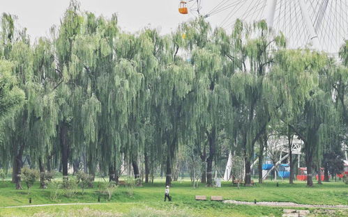 城市綠心再添新景 北京龍?zhí)吨泻珗@“十一”前免費(fèi)開放，園林綠化工程進(jìn)入沖刺階段